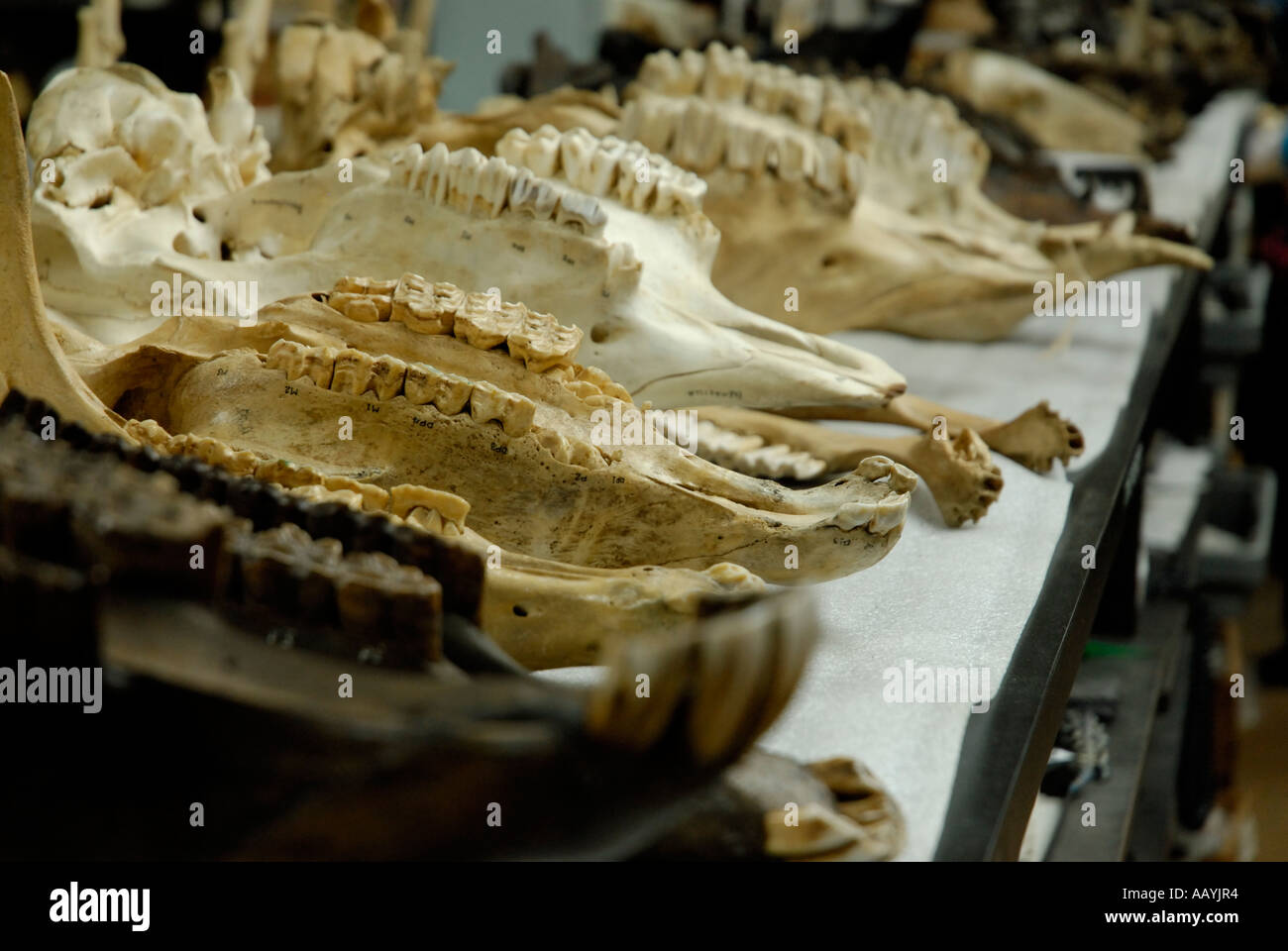 Moderne und fossile Schädel zum Vergleich im Forschungslabor, Page Museum, Rancho La Brea Stockfoto