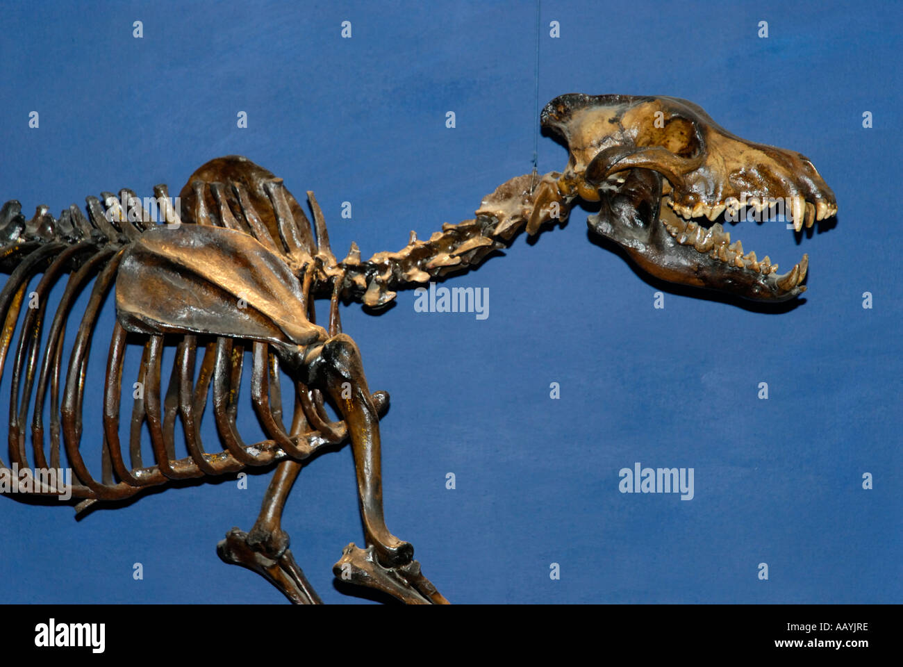 Erhaltene Dire Wolf, Canis Dirus, Skelett aus den Teergruben von La Brea, Page Museum, Los Angeles Stockfoto