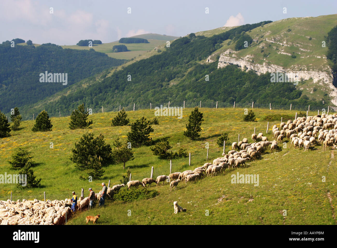 Schafe sind traditionell in der Sibillini Nationalpark in Le Marche und Umbrien streifte. Stockfoto