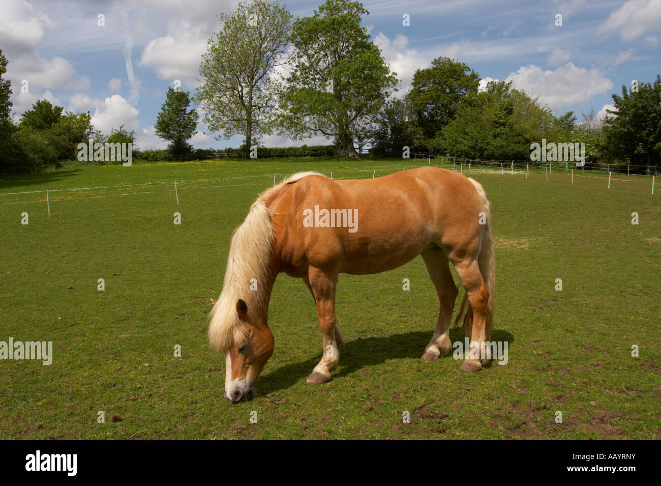 Haflinger-Pferd Stockfoto
