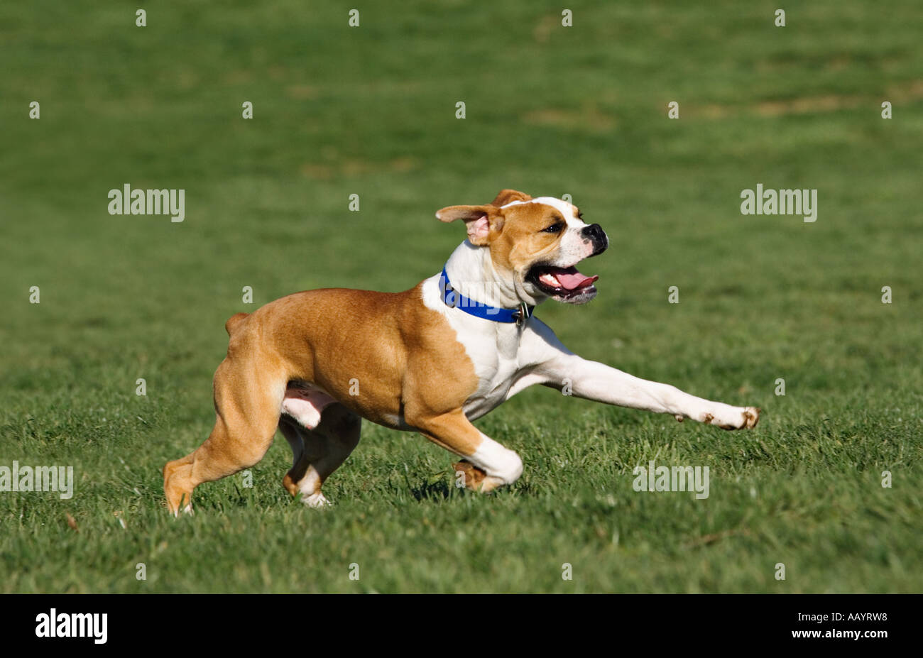 Boxer laufen durch Park Cherokee Park Louisville Kentucky Stockfoto
