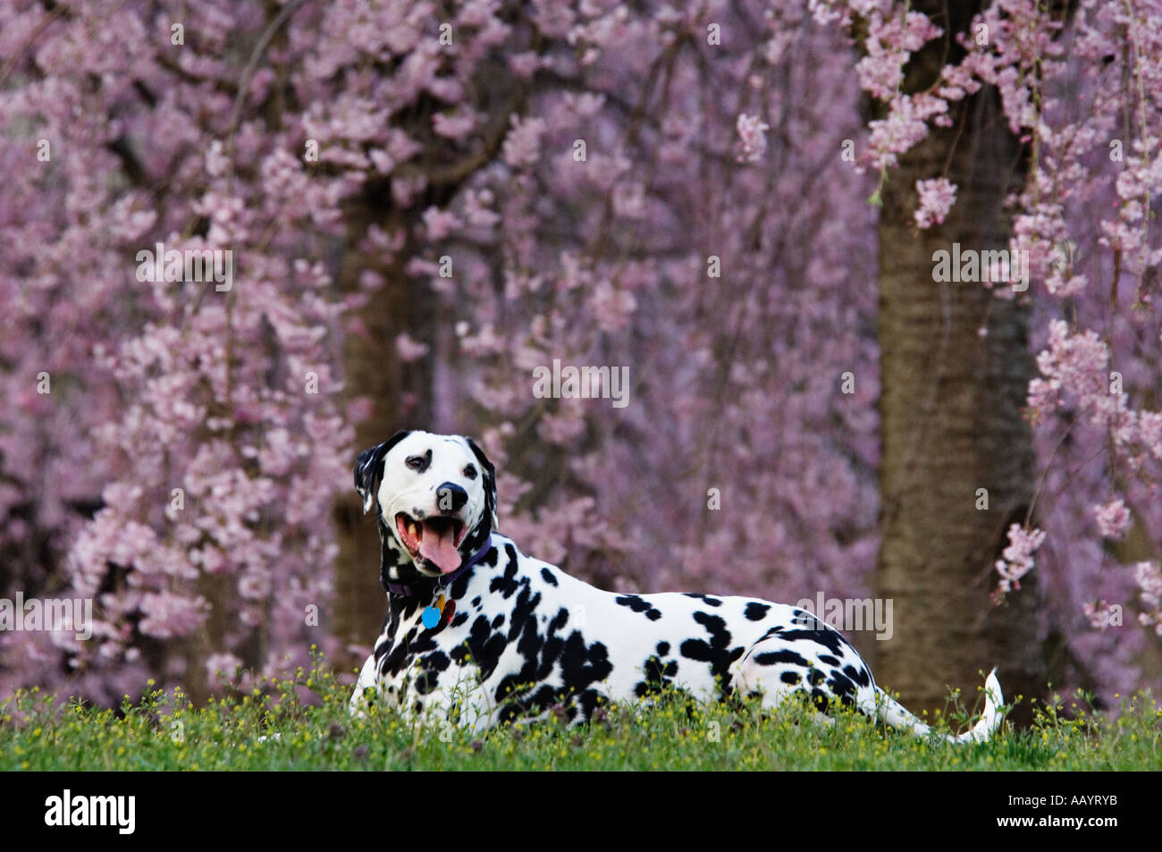 Dalmatiner Verlegung Down inmitten von blühenden Kirschbäumen Louisville Kentucky Stockfoto