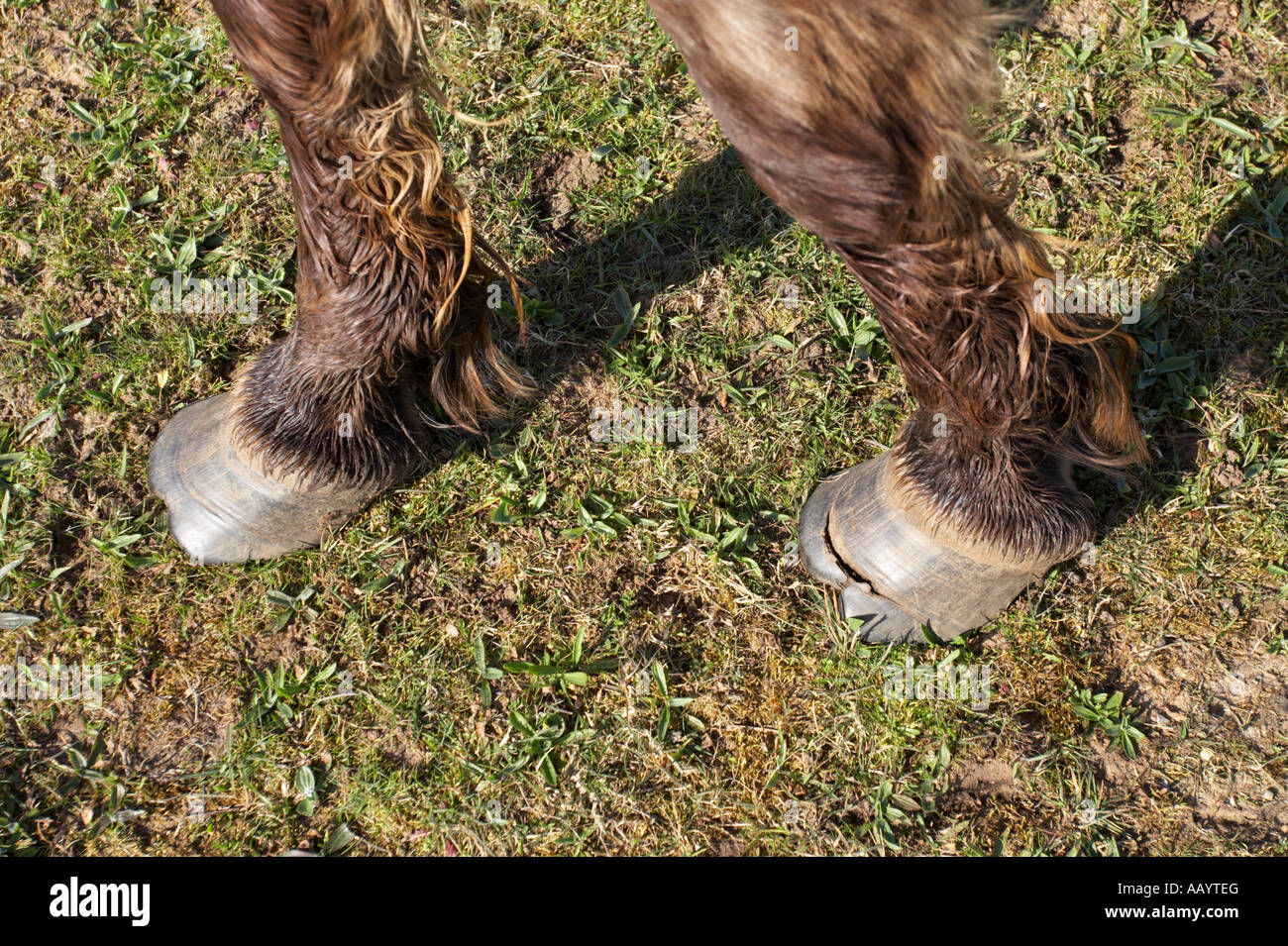 Tarpan Pony Hufen Stockfoto