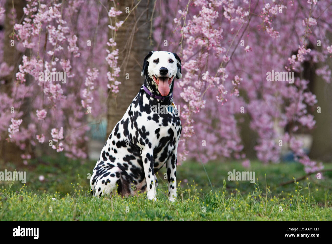 Dalmatinischen Standortwahl inmitten von blühenden Kirschbäumen Louisville Kentucky Stockfoto