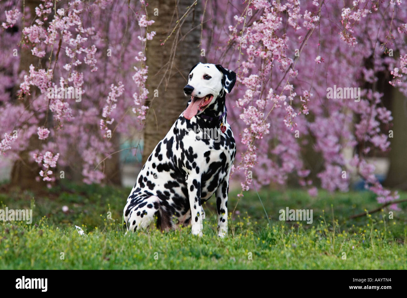 Dalmatinischen Standortwahl inmitten von blühenden Kirschbäumen Louisville Kentucky Stockfoto