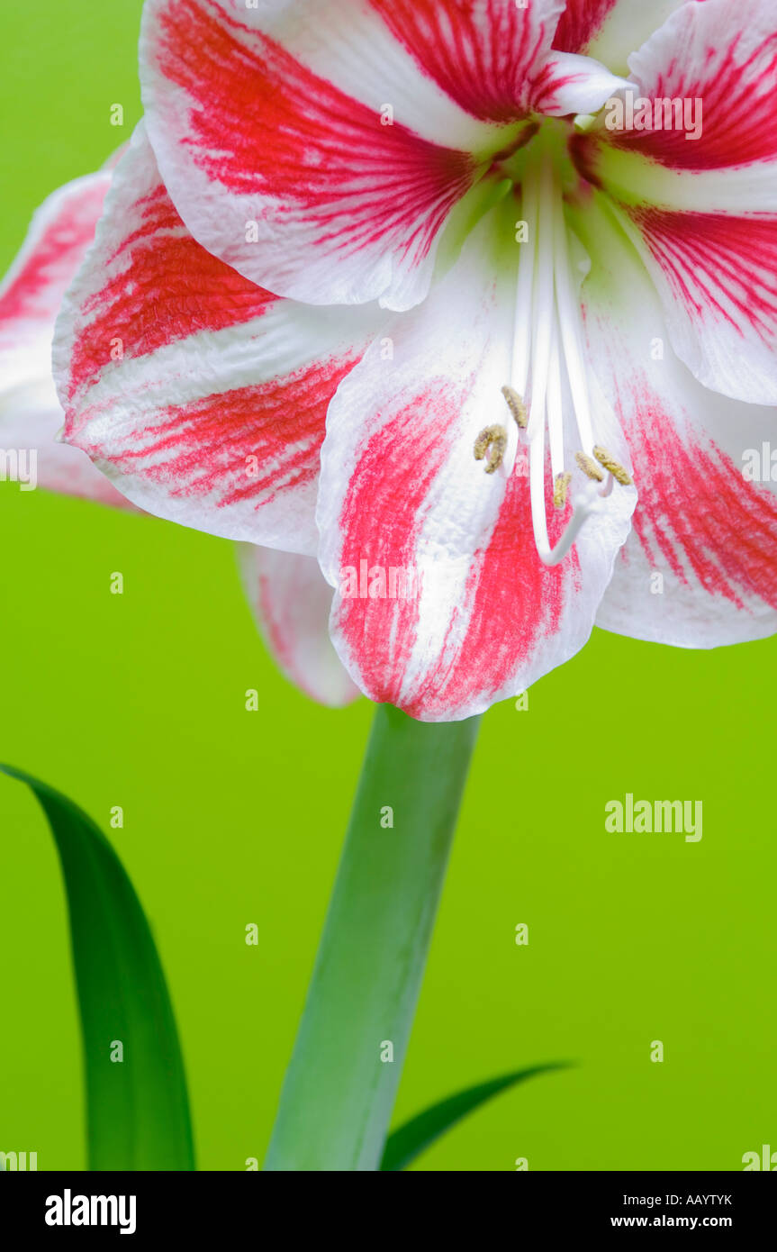 Leuchtende Sonnenblume mit grünem Hintergrund. Stockfoto