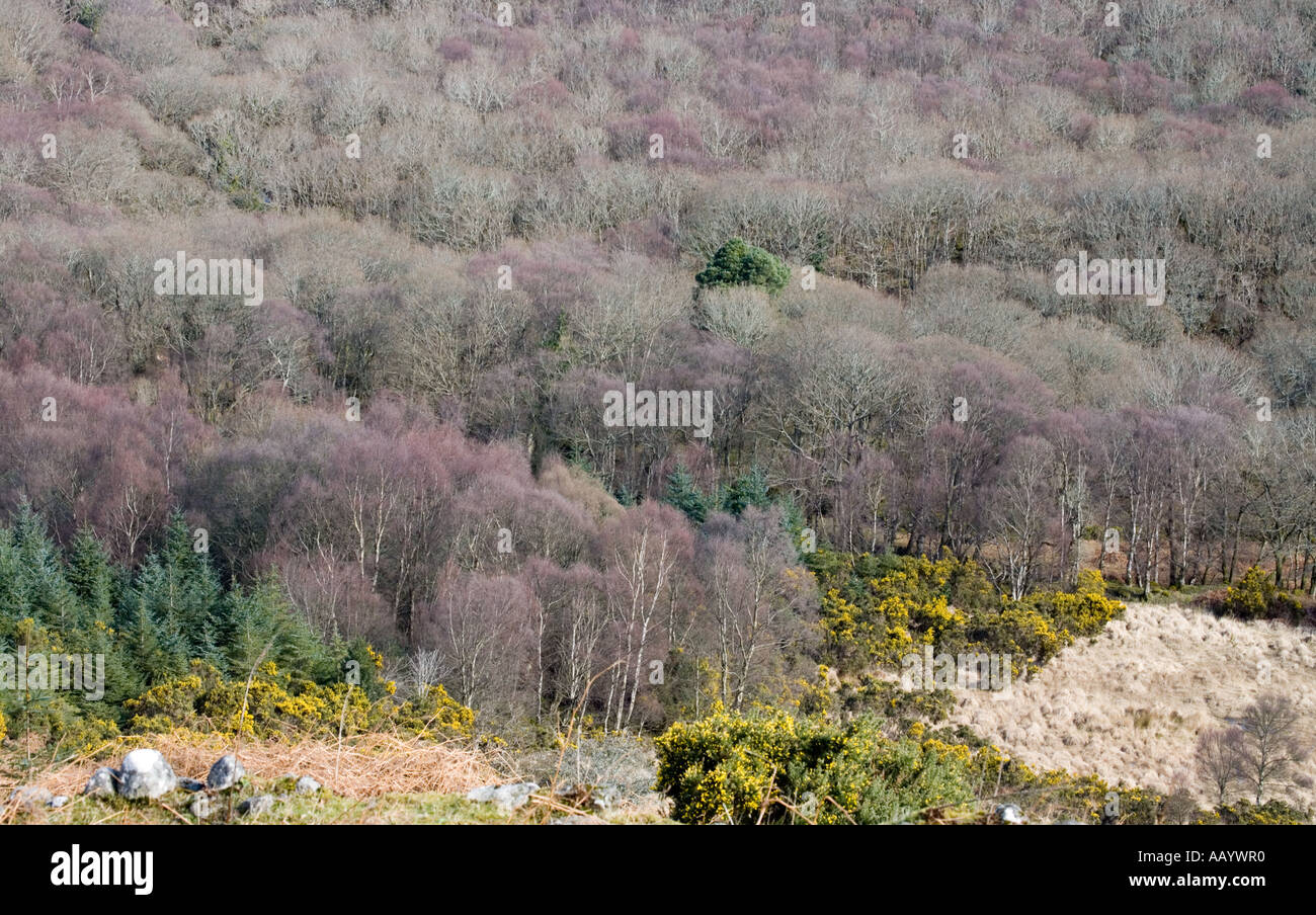 Abfallung Wald-Szene zeigt Mischwald im Herbst Stockfoto