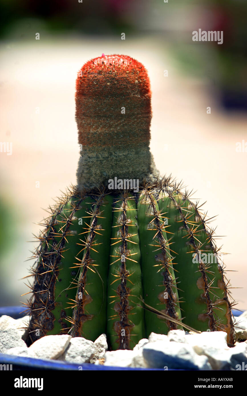 Die Trken Kopf Kaktus, wonach die Turks And Caicos Islands gedacht werden,  genannt werden Stockfotografie - Alamy