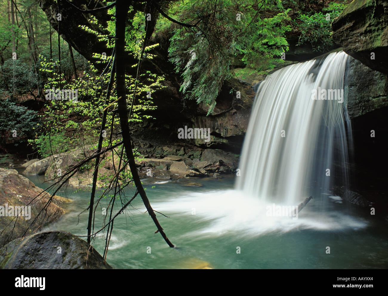 Hund fällt Schlachtung Daniel Boone National Forest Kentucky Stockfoto