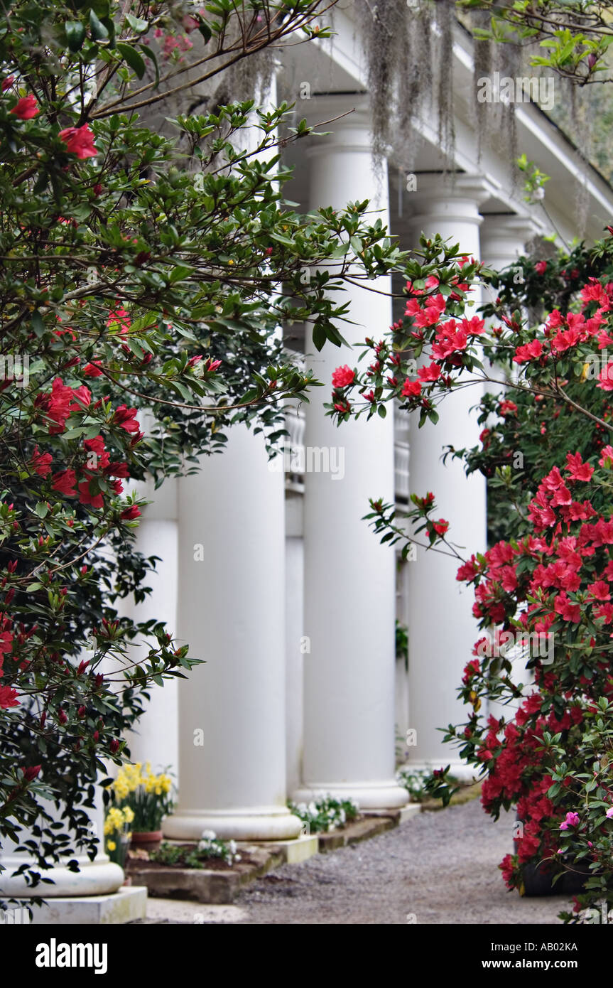 Blühende Azaleen und Spalten von Drayton Plantation Haus Magnolia Plantation in der Nähe von Charleston South Carolina Stockfoto