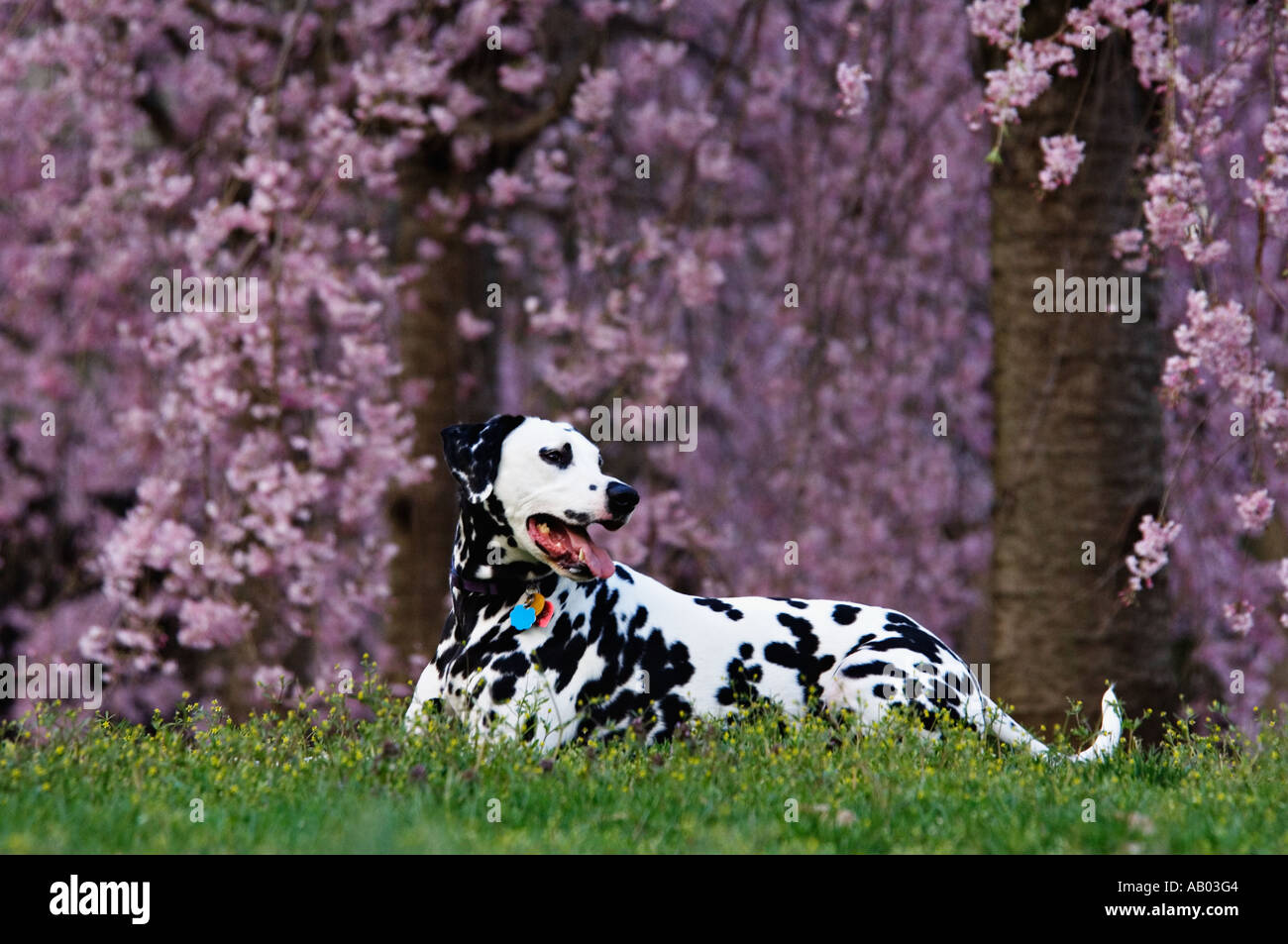 Dalmatinischen Verlegung Down inmitten von blühenden Kirschbäumen Louisville Kentucky Stockfoto