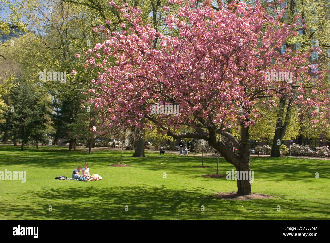 Paar ruht unter einem Magnolienbaum im Boston Public Garden auf einen Frühlings-Nachmittag Stockfoto