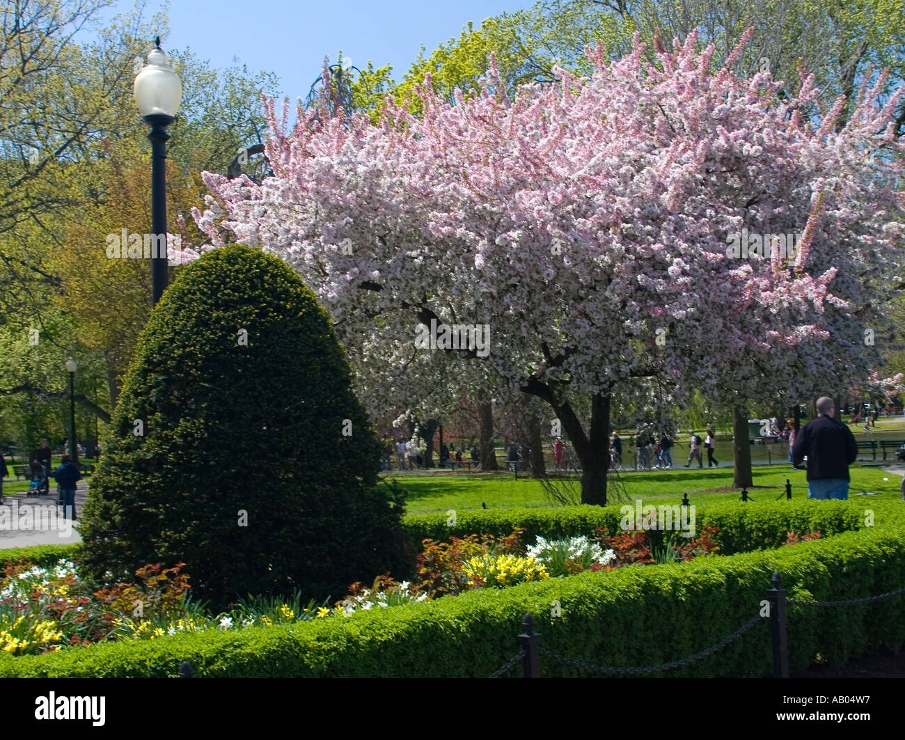Magnolie und Blumenbeete an der Boston Public Garden in der Innenstadt von Boston Stockfoto