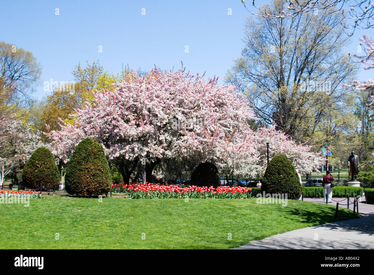 Magnolie und Blumenbeete an der Boston Public Garden in der Innenstadt von Boston Stockfoto