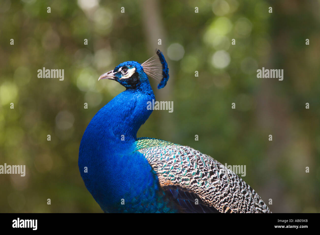 Männliche Indianer Blaue Pfauen bewegen sich frei im Magnolia Park in Apopka, Florida, USA Stockfoto