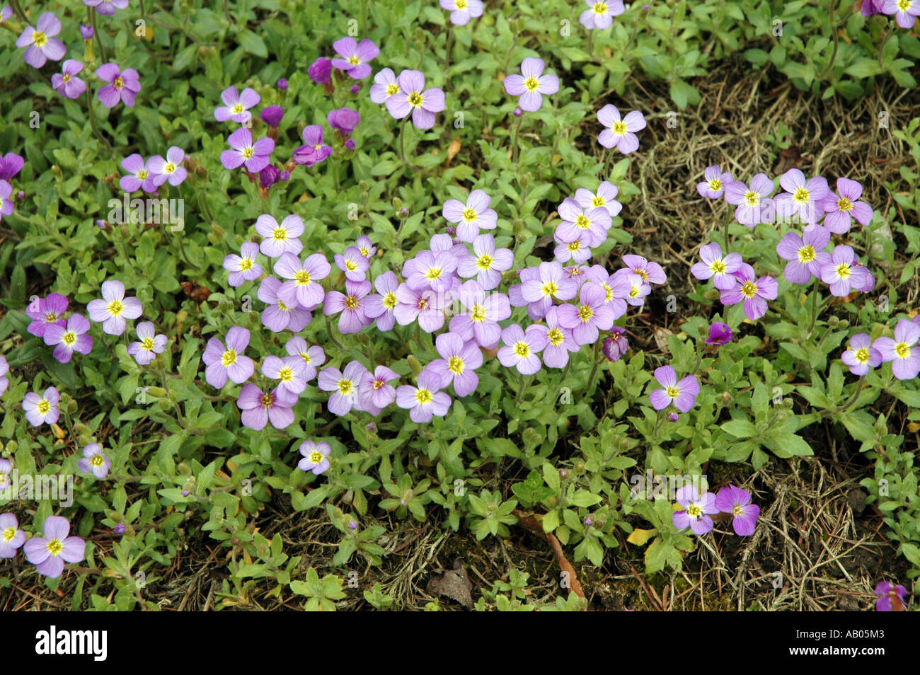 Falsche felsenkresse Fotos und Bildmaterial in hoher Auflösung Alamy