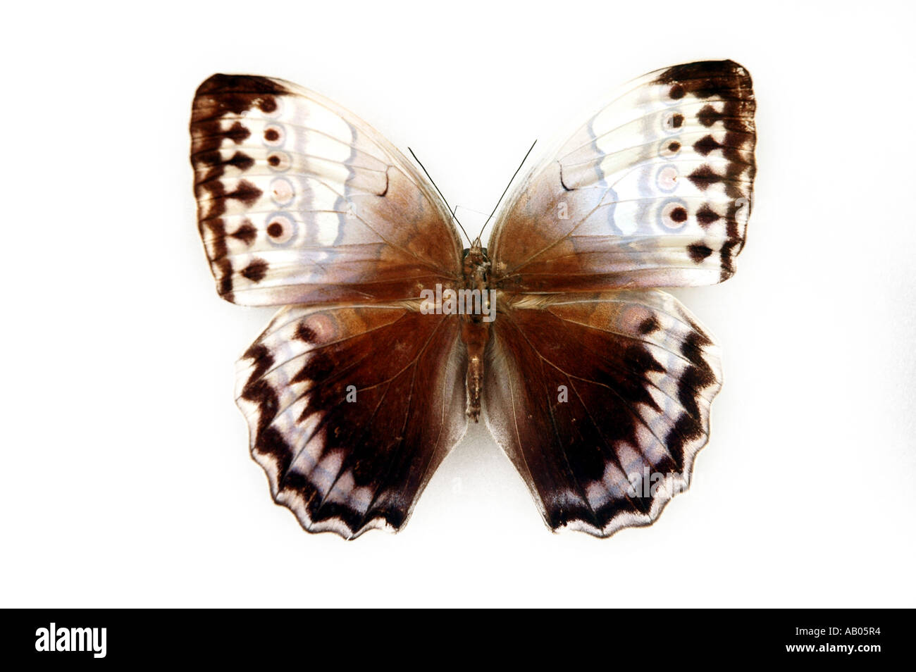 Nördlichen Jungle Queen Schmetterling Stichophthalma Camadeva männlichen Schmetterling aus Indien Stockfoto