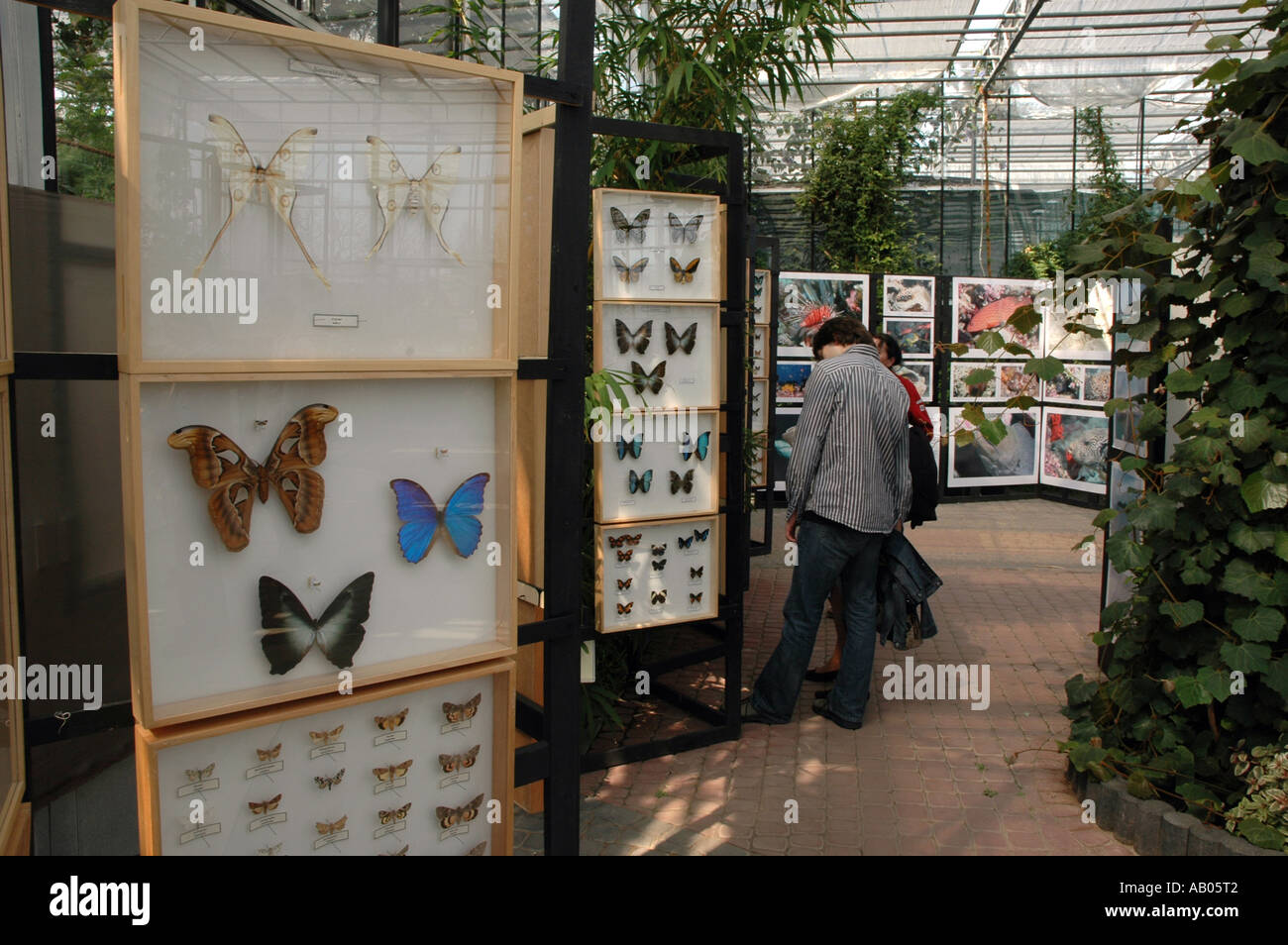 Schmetterlings-Ausstellung Stockfoto