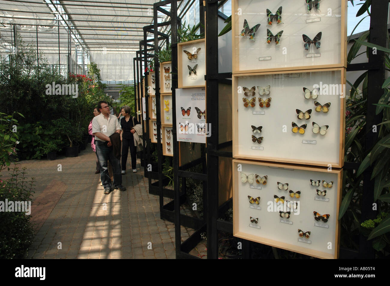 Schmetterlings-Ausstellung Stockfoto