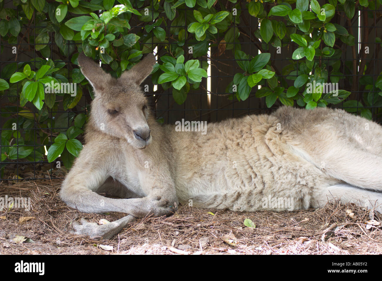 Känguru in Gefangenschaft im Lowry Park Zoo in Tampa, Florida, USA Stockfoto