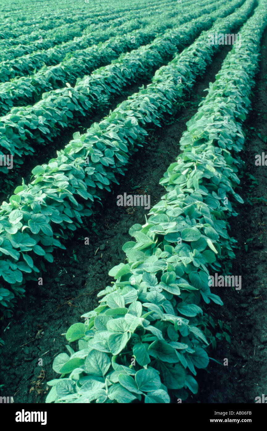 Reihen von Sojabohnen wachsen in Illinois Stockfoto