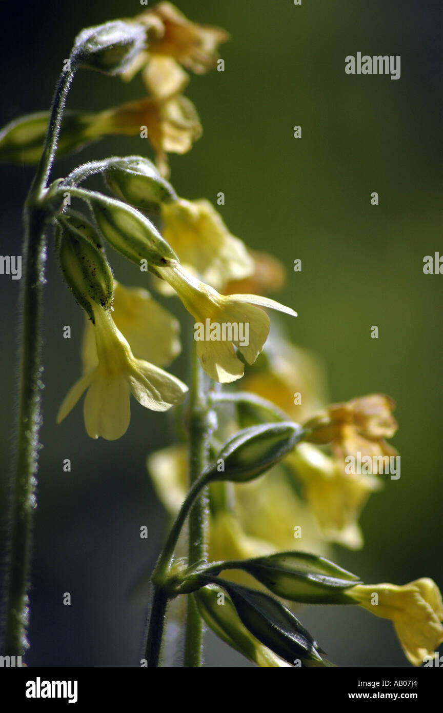 Schlüsselblume Primula Elatior gelbe Blumen hautnah Stockfoto