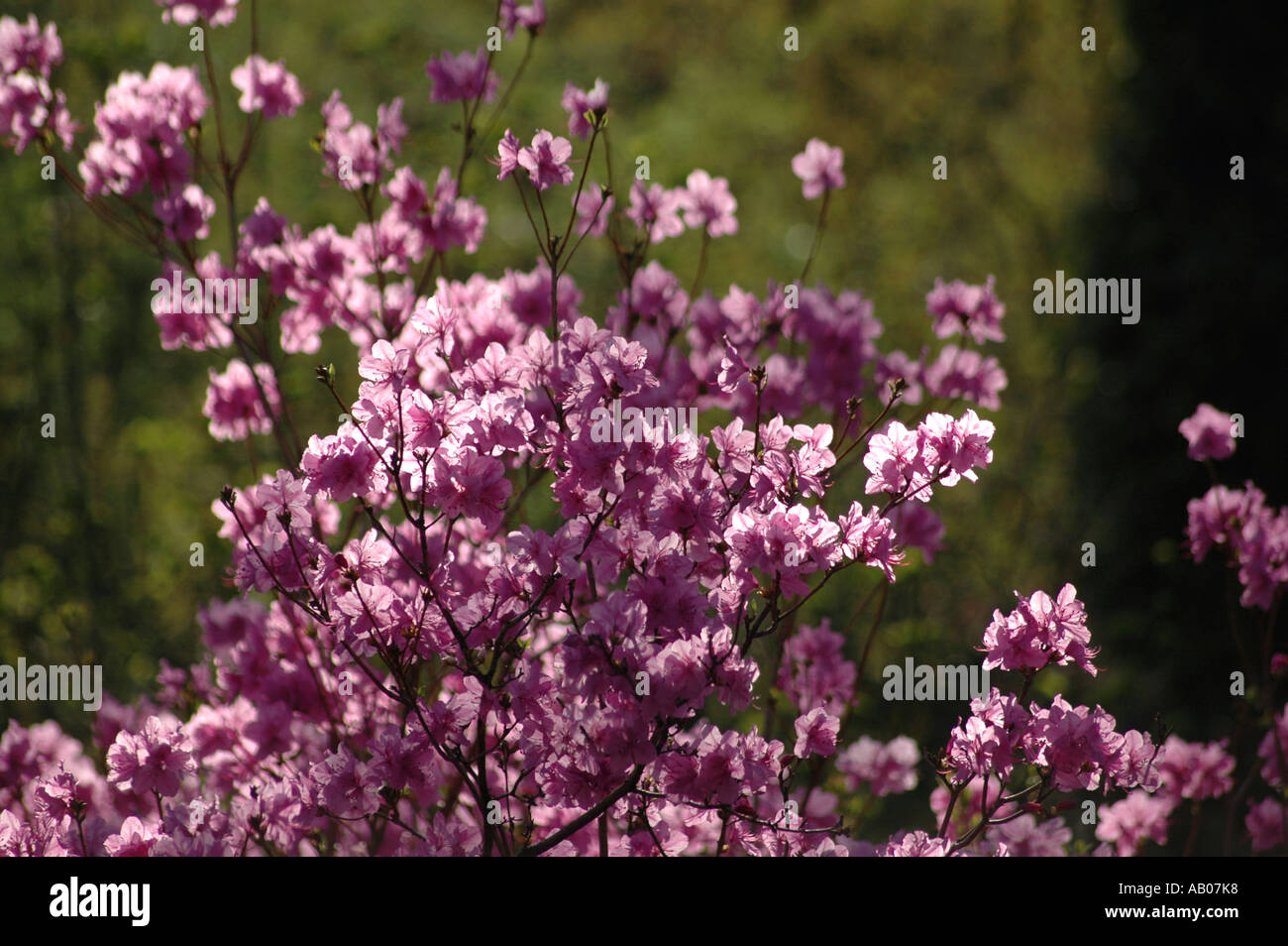 Rhododendron Mucronulatum Schnee Azalea Blume genannt auch koreanische rhododendron Stockfoto