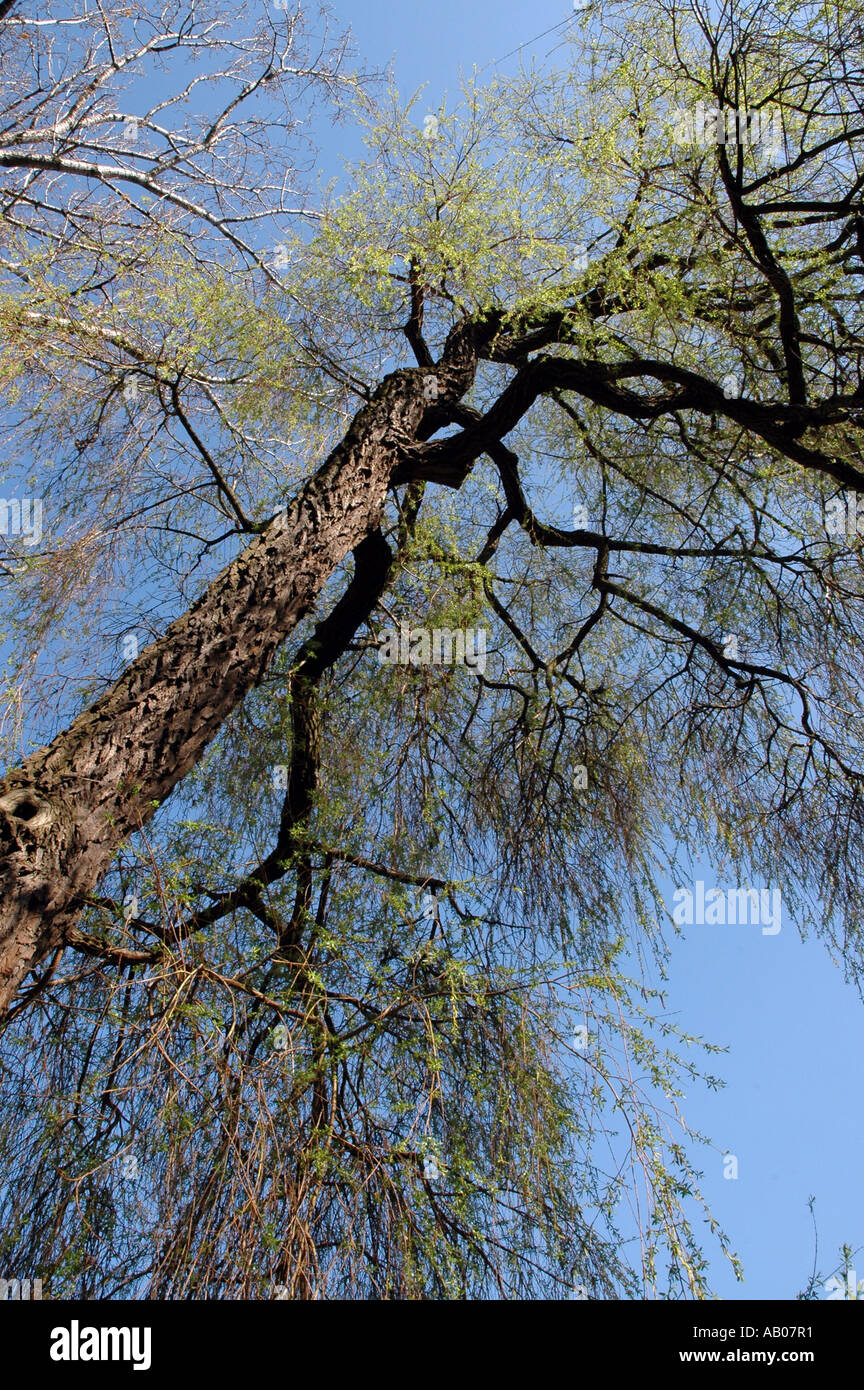 Goldene Trauerweide Salix X Sepulcralis Chrysocoma auch genannt Niobe Weeping Willow Stockfoto