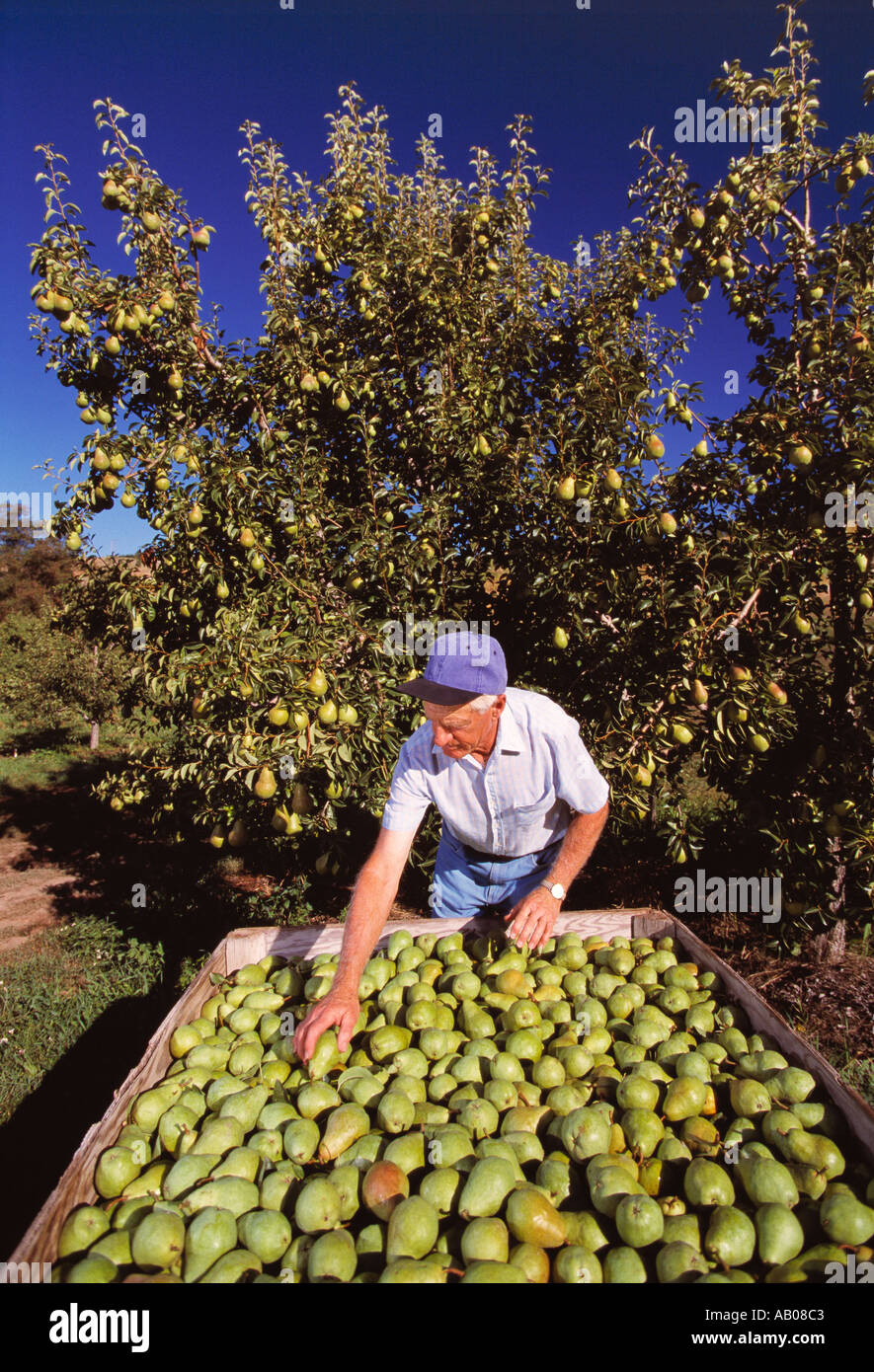 Ein Birne Züchter inspiziert seine kürzlich geernteten Bartlett Birnen in einem Feld Lagerplatz mit seinen Obstgarten hinter ihm / Washington, USA. Stockfoto