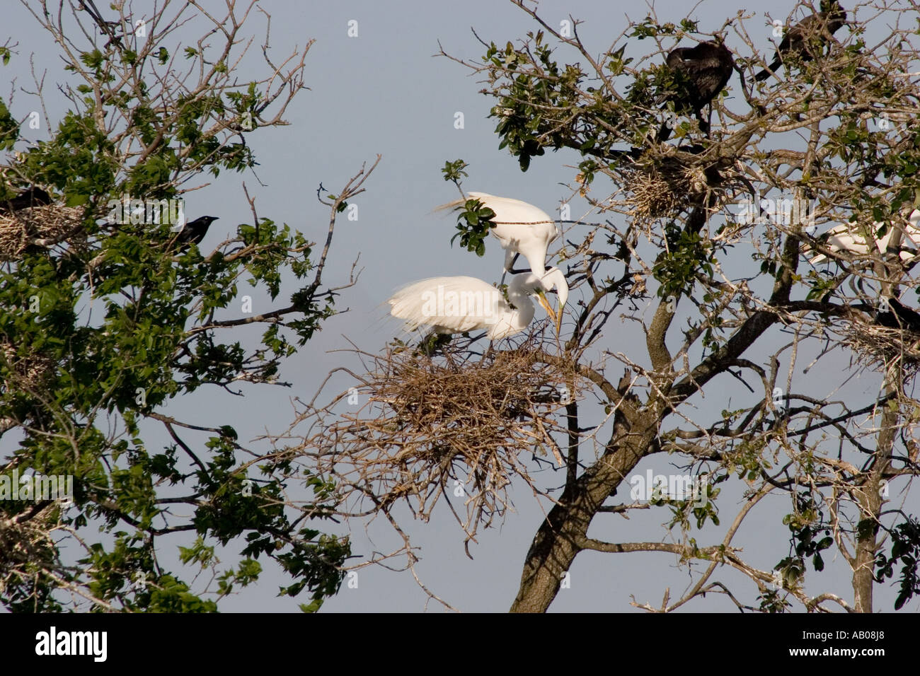 Ein paar der Zucht White großer Egret untersuchen Eiern in ihrem Nest, Ardea Alba, Smith Eichen Vogelschutzgebiet, High Island, Texas Stockfoto