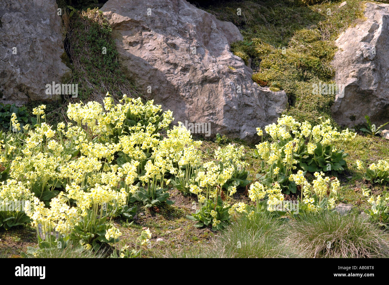 Schlüsselblume Primula Elatior gelben Blüten auch genannt hohe Schlüsselblume Stockfoto