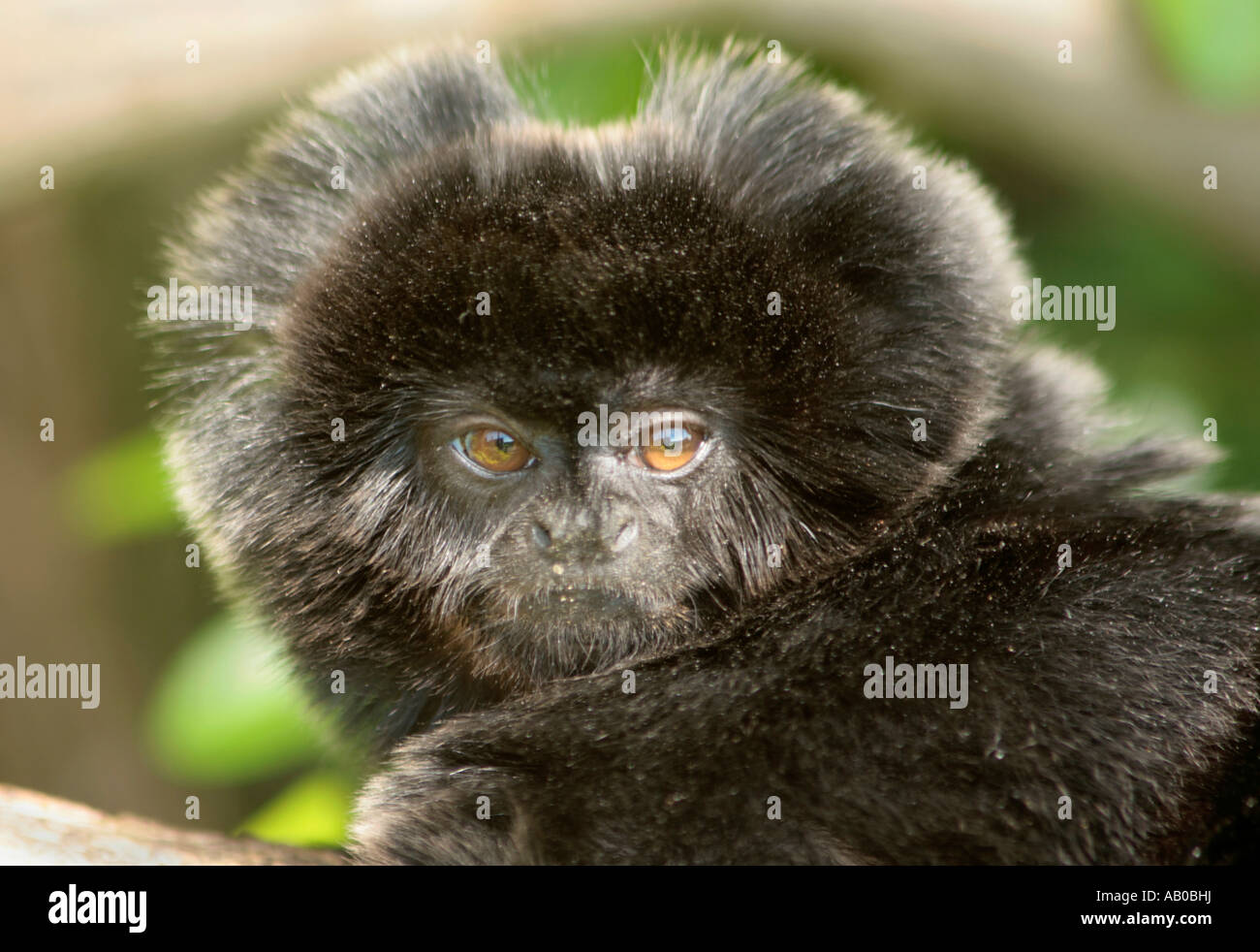 Portrait von Goeldis Monkey oder Goeldis Marmose (Callimico goeldii) direkt auf die Kamera Stockfoto