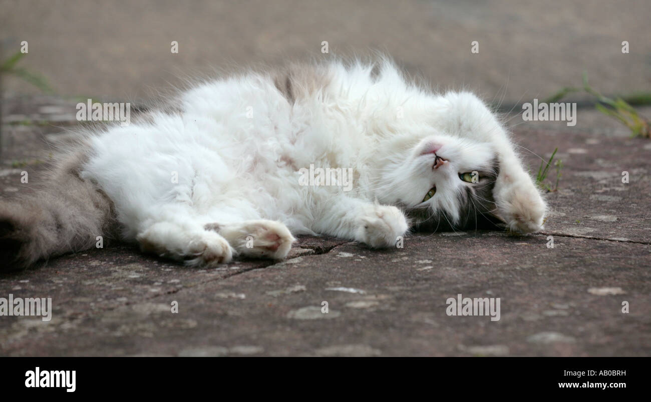 Flauschige Katze liegend mit Pfote über den Kopf Stockfoto