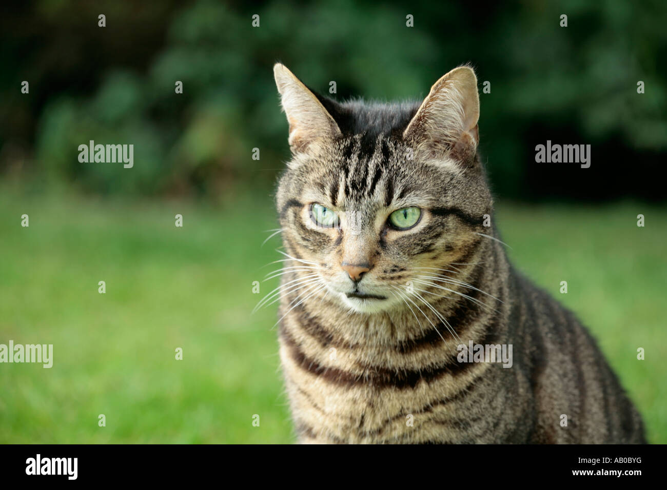 Eine Erwachsene männliche Makrele Tabby (Felis Catus) Katze, die im Freien auf Gras in seinem Garten sitzt Stockfoto
