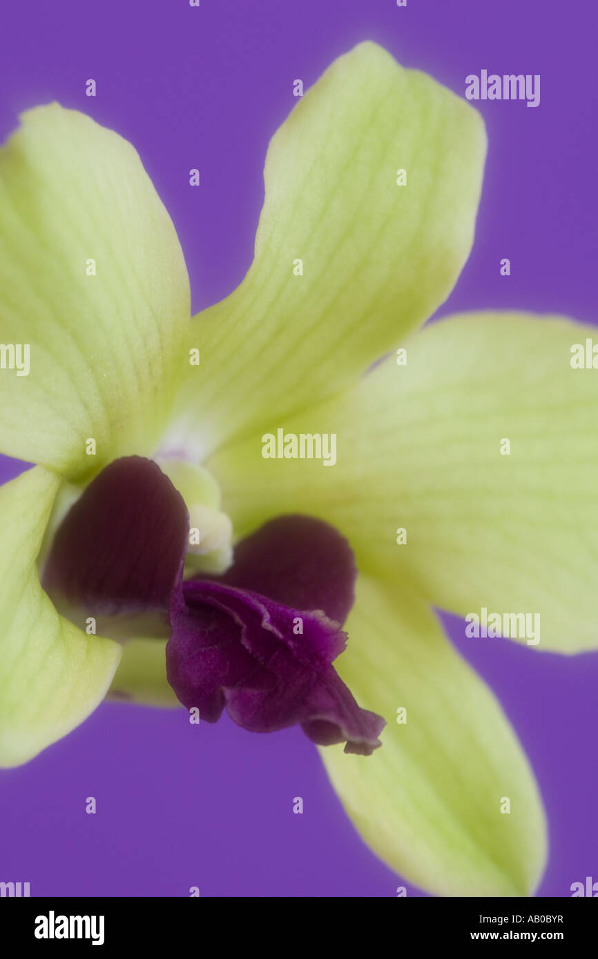 Ein einzelnes Orchid Dendrobium Phalaenopsis im weichen Fokus Stockfoto