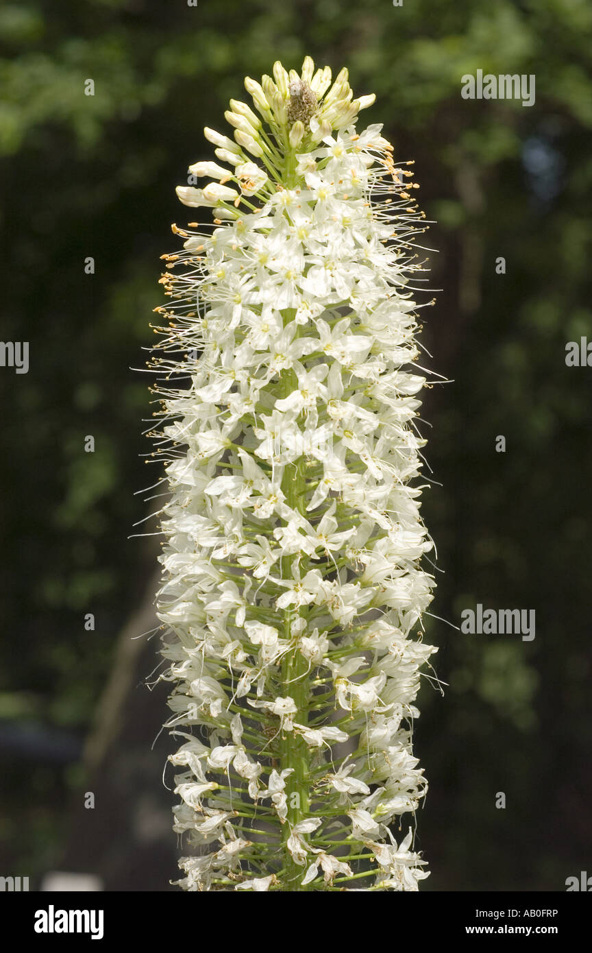 Weisse Frühlingsblume Nahaufnahme von Fuchsschwanz Lily - Liliaceae - Eremurus Robustus Regel, Turkmenistan Stockfoto