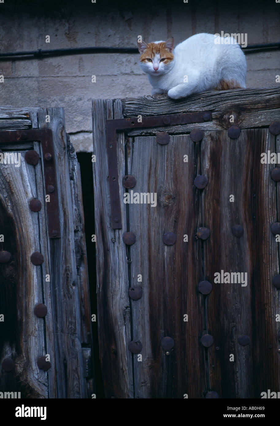 Katze sitzt auf einer Tür Toledo Spanien Stockfoto