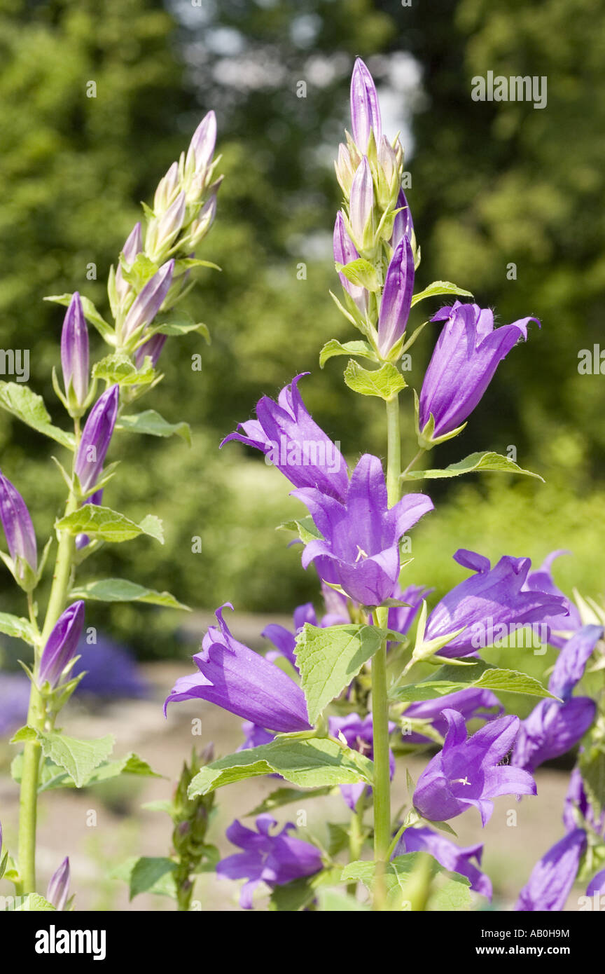 Blau violett Frühlingsblumen von riesigen Glockenblume - Campanulaceae - Campanula Latifolia, Europa, Asien Stockfoto