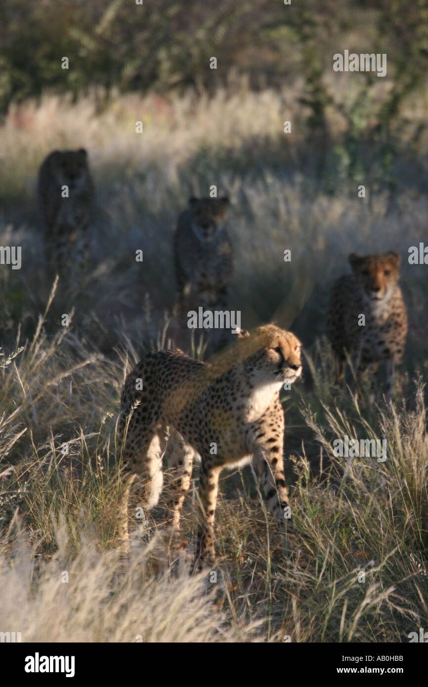 Gruppe von Geparden Otjitotongwe Namibia Stockfoto