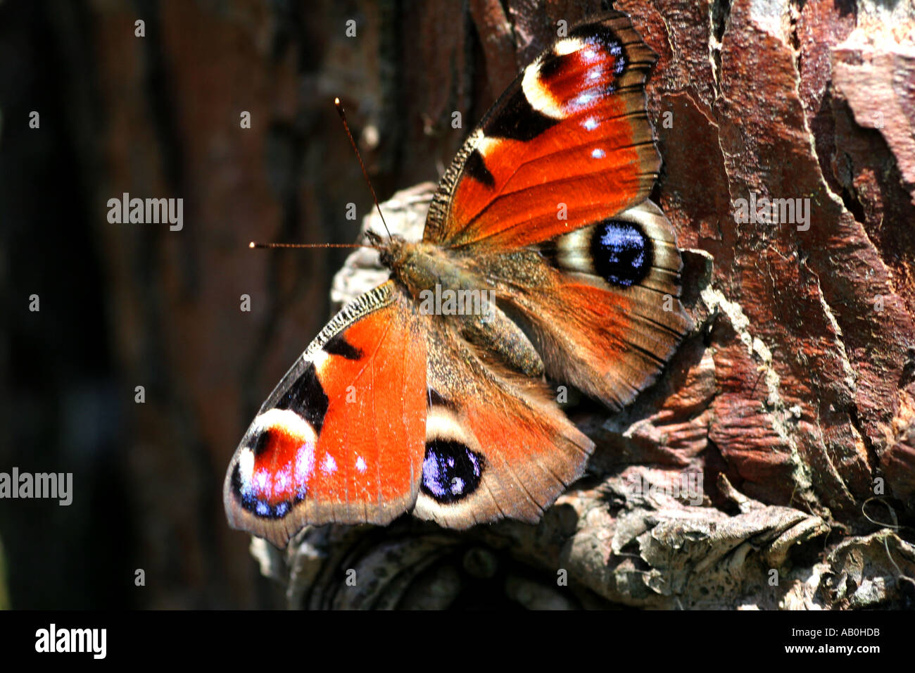 Tagpfauenauge Stockfoto