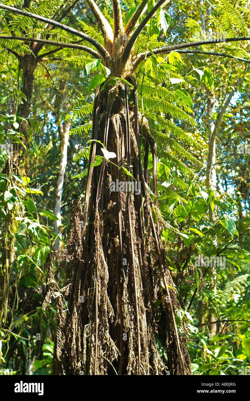 Baum-Farn Dicksonia Antarctica in Mindo-Nambillo Region in Ecuador Stockfoto