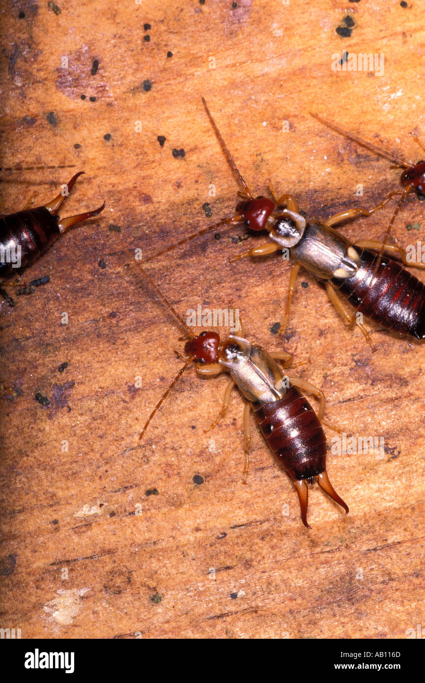 Gemeinsame oder europäische Ohrwürmer, Forficula Auricularia Stockfoto