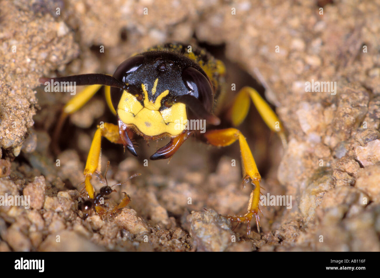 Biene-Killer Wespe, Philanthus Triangulum. Am Nest suchen eine trotzige Ameise Stockfoto