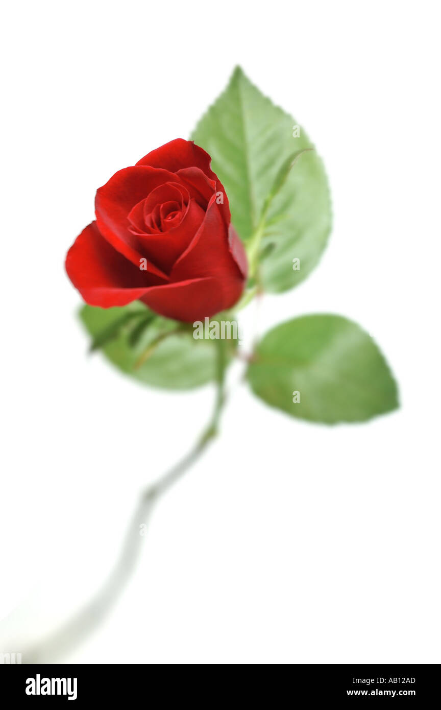 rote Rose auf weißem Hintergrund Stockfoto