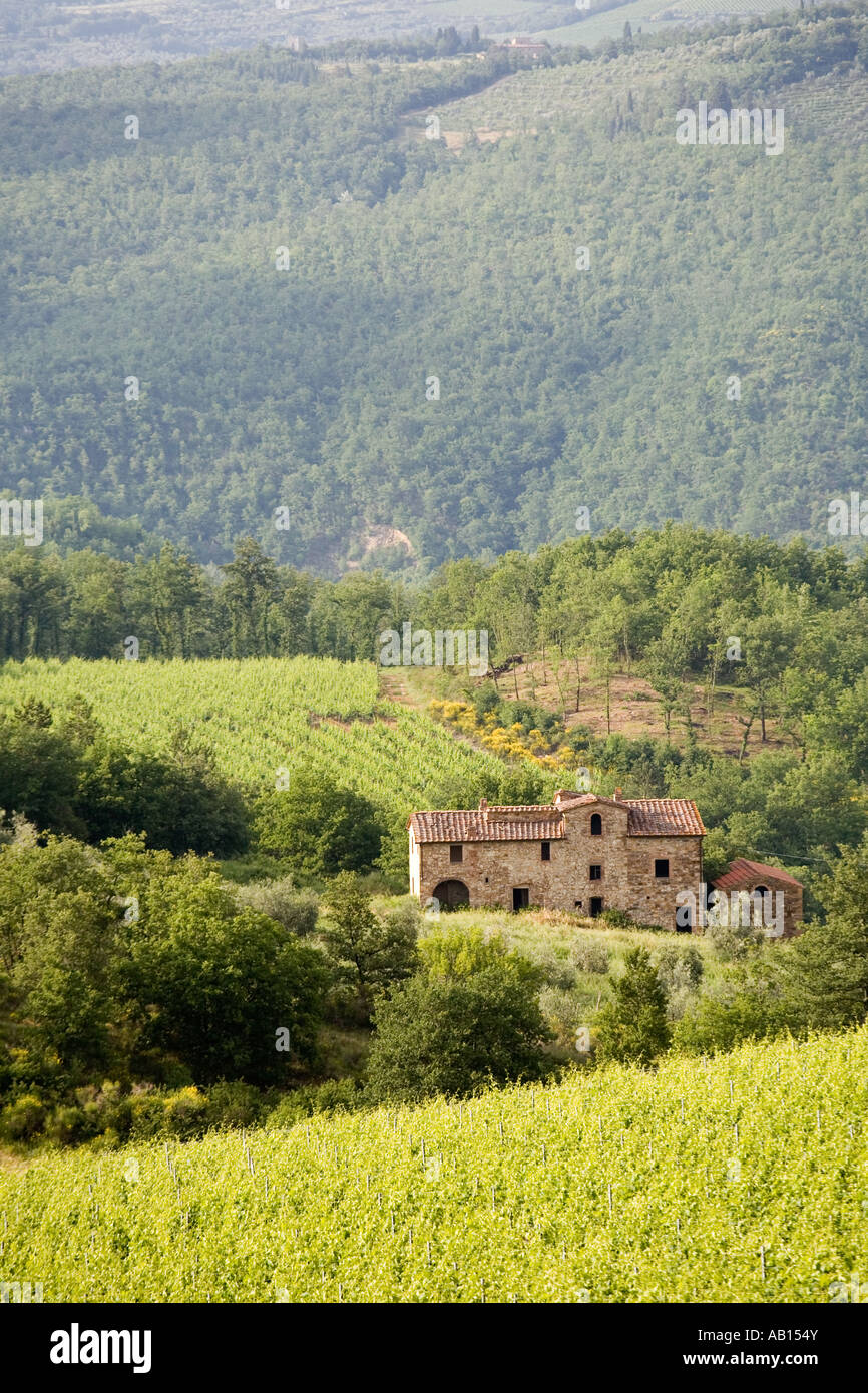 Wein & Reben. Italienische Ackerland, Reben und traditionellen Bauernhaus Toskana, Italien, Europa, EU Stockfoto