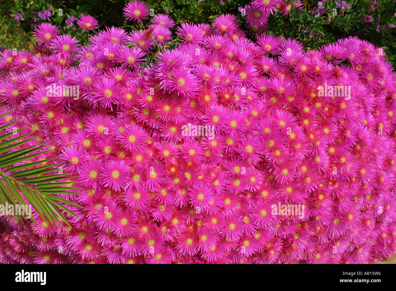 ein helles rosa Blütenteppich Livingstone Daisy Algarve Portugal Stockfoto