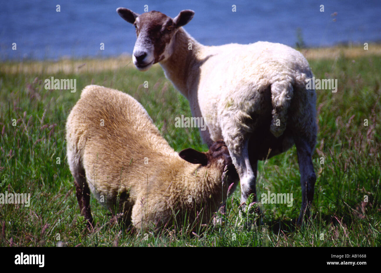 2 Schafe grasen auf einer Wiese neben einem See einer Fütterung Stockfoto