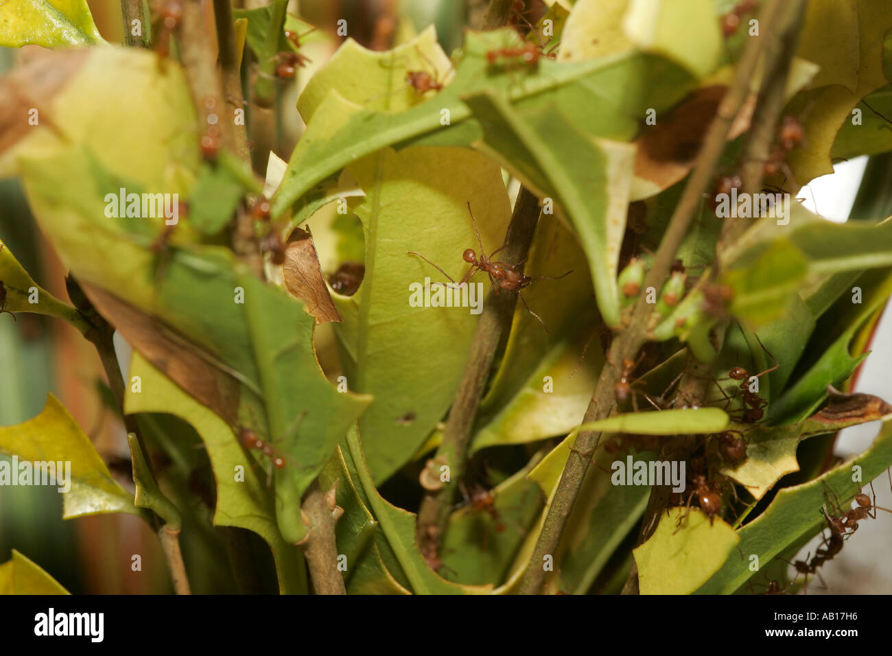 Blatt - cutter Ameisen (Atta cephalotes) Sammeln von Pflanzenmaterial Stockfoto