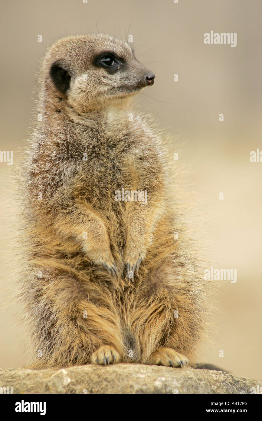 Porträt einer alleinstehenden Schlank-tailed Erdmännchen (Suricata suricatta) sitzt auf Felsen auf Wache. Stockfoto