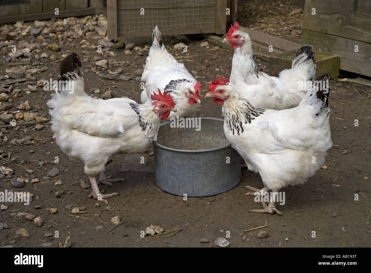 Leichte Sussex Hühner Stockfoto